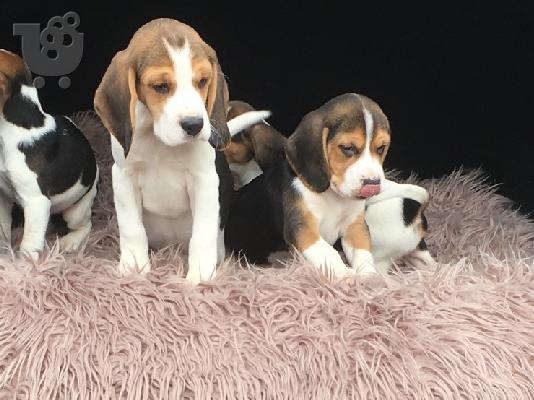 Πανέμορφα κουτάβια Beagle.